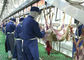 گوشت گوسفند تقسیم گوشت تولید خط کشتار حمل و نقل تمام نوع پردازش تامین کننده
